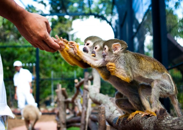 Exotic Zoo l Okinawa Hai!