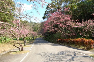 Mount Yaedake and Sakura no Mori Park l Okinawa Hai!