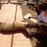 Me-feeding-capybara