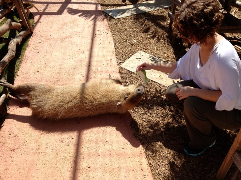 Exotic Petting Zoo l Okinawa Hai!