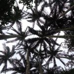 2-Palm Tree Groves