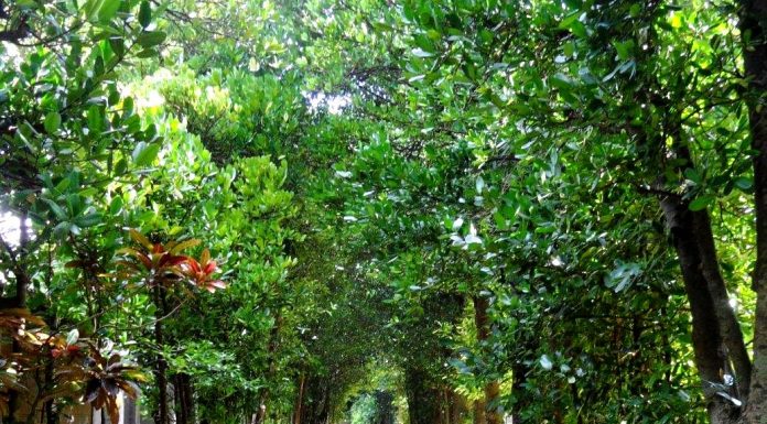Bise Tree Road l Okinawa Hai!