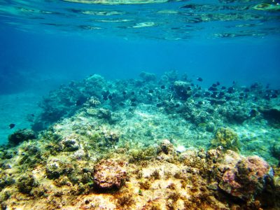 Adaga Island l Okinawa Hai!