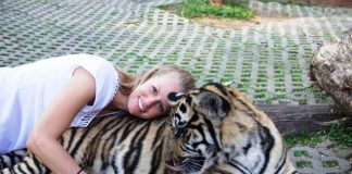 Chiang Mai, Thailand: Tiger Kingdom l Okinawa Hai!