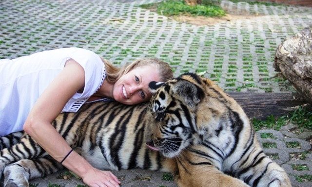 Chiang Mai, Thailand: Tiger Kingdom l Okinawa Hai!