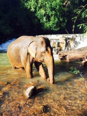 Tree Lodge - Mondulkiri, Cambodia l Okinawa Hai!