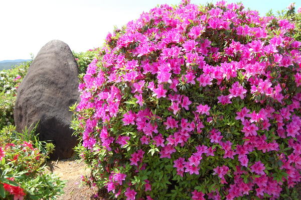 The Azalea Festival in Higashi Village – Okinawa Hai