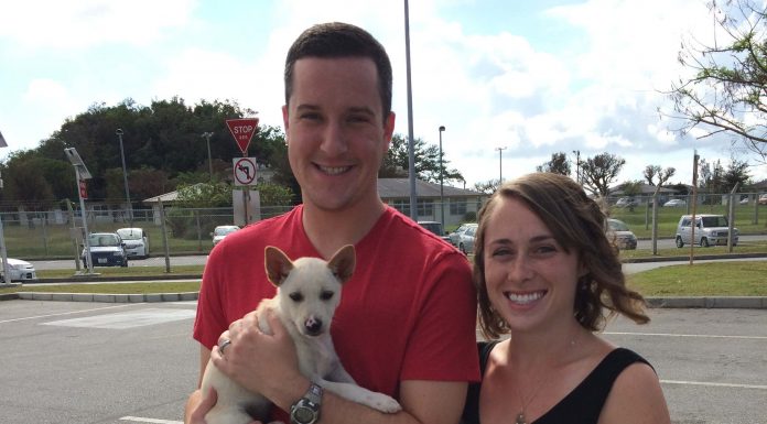 Pet Adoption OAARS | Okinawa Hai