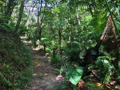 Forest of Residence Trail | Okinawa Hai!