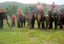 Elephant Rescue in Chiang Mai | Okinawa Hai!