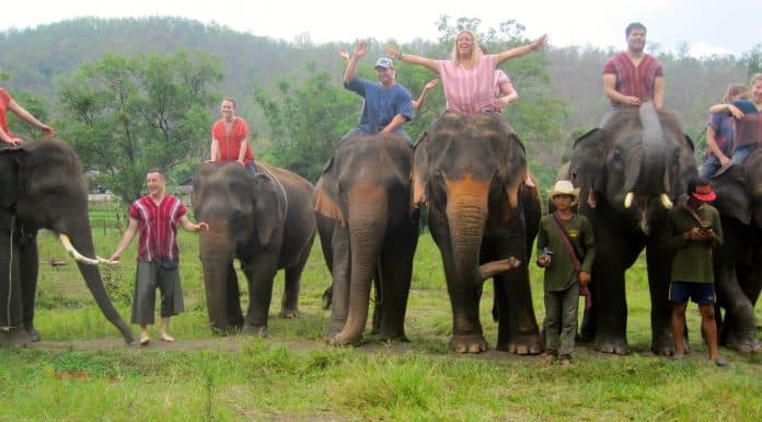 Elephant Rescue in Chiang Mai | Okinawa Hai!