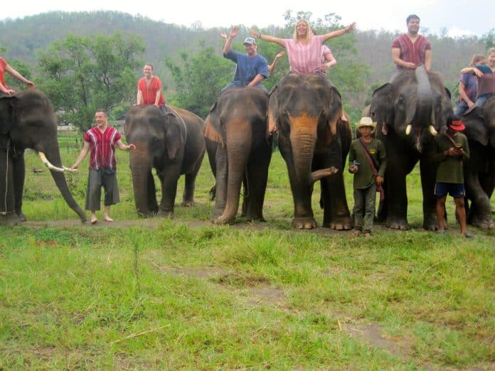 Elephant Rescue in Chiang Mai | Okinawa Hai!