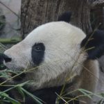 panda_close_up