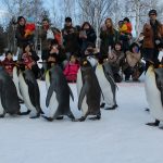 march_of_the_penguins_asahiyama_zoo