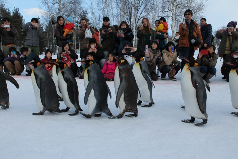 Sapporo Snow Festival | Okinawa Hai! 