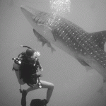 Dive-the-Blues-2015,-Whale-Shark-Dive,-Tori-with-the-Shark-WM