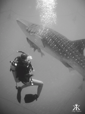 Whale Shark Dive | Okinawa Hai! 