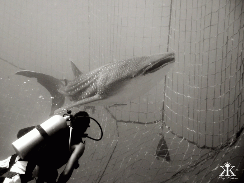 Whale Shark Dive | Okinawa Hai! 