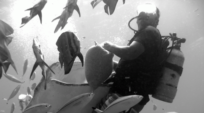 Whale Shark Dive | Okinawa Hai!