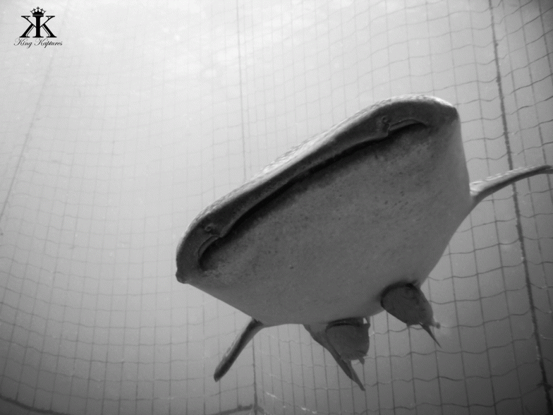 Whale Shark Dive | Okinawa Hai! 