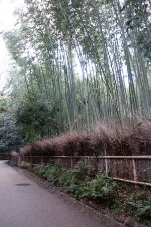 Bamboo Groves