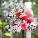 Ryugujo Butterfly Garden_-2