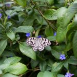 Ryugujo Butterfly Garden_-6