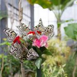Ryugujo Butterfly Garden_-9
