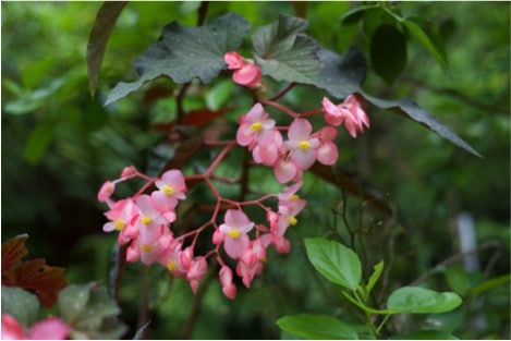 Plants in the dinopark