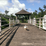 IG duck on a bridge