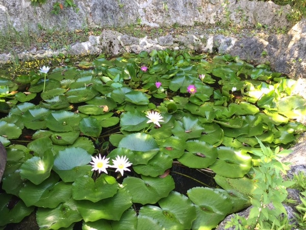 waterlillies in a pond at Bones BBQ Restaurant, Okinawa