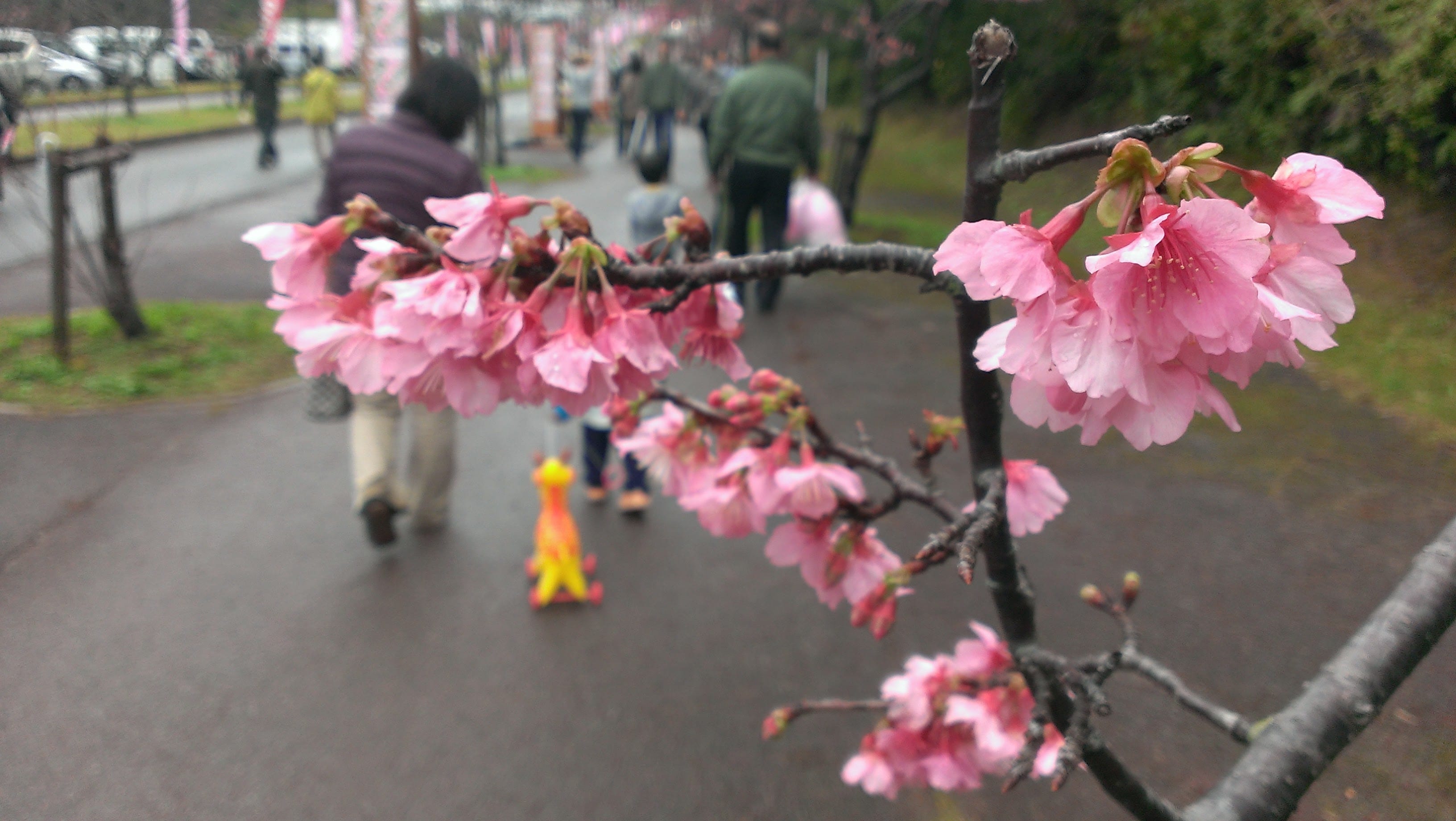 Okinawa Hai Cherry Blossoms 2017 February Events Calendar